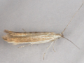 Coleophora tamesis